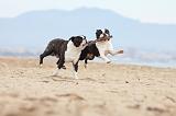 BOSTON TERRIER 396